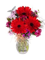 Vazoda Hüsnüyusuf Kırmızı Gerbera