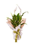 Spathiphylium Barış Çiçeği