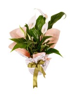 Spathiphylium Barış Çiçeği