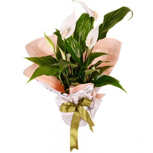 Spathiphylium Barış Çiçeği