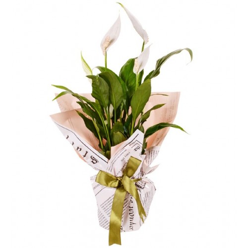 Spathiphylium Barış Çiçeği