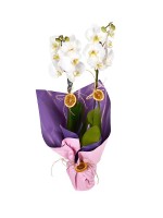 Sensiz Olmaz Beyaz Çift Dallı Orkide