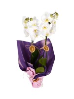 Sensiz Olmaz Beyaz Çift Dallı Orkide