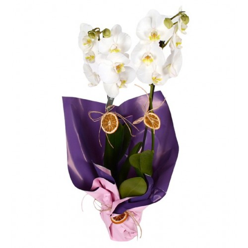 Sensiz Olmaz Beyaz Çift Dallı Orkide