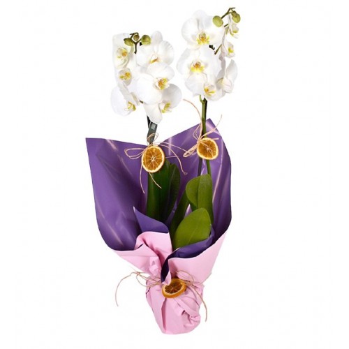 Sensiz Olmaz Beyaz Çift Dallı Orkide